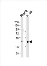 HLA-F Monoclonal Antibody (2010CT409.22.10)