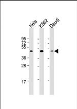 TIP47 Monoclonal Antibody (1651CT490.66.85)