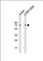 MTG16 Monoclonal Antibody (1719CT367.69.36)