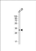 PENK Monoclonal Antibody (2181CT109.65.83)