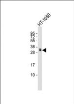 GDF15 Monoclonal Antibody (2182CT228.18.8)
