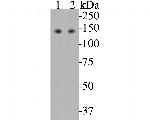 USP28 Monoclonal Antibody (A1F8)
