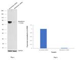Metadherin Antibody in Western Blot (WB)