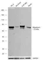 Metadherin Antibody in Western Blot (WB)