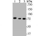 Metadherin Antibody in Western Blot (WB)
