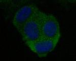 CEACAM6 Monoclonal Antibody (A1E2)
