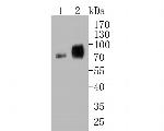 CEACAM6 Antibody in Western Blot (WB)