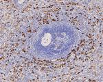Lysozyme Antibody in Immunohistochemistry (Paraffin) (IHC (P))