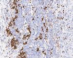 Lysozyme Monoclonal Antibody (A5A9)