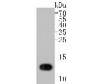Lysozyme Antibody in Western Blot (WB)