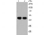 SARS-CoV-2 Nucleocapsid Monoclonal Antibody (A4D12)