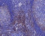 CD4 Antibody in Immunohistochemistry (Paraffin) (IHC (P))