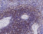 CD4 Antibody in Immunohistochemistry (Paraffin) (IHC (P))