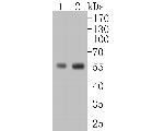 CD4 Antibody in Western Blot (WB)