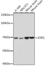 STIP1 Antibody in Western Blot (WB)