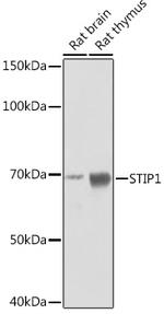 STIP1 Antibody in Western Blot (WB)