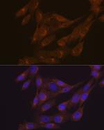 PIST Recombinant Rabbit Monoclonal Antibody (2B1P9)