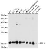 COX4 Antibody in Western Blot (WB)