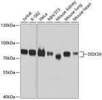 DDX3 Antibody in Western Blot (WB)