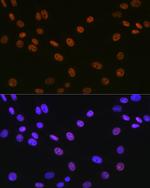 MATR3 Recombinant Rabbit Monoclonal Antibody (10O1D1)