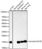 Lysozyme Antibody in Western Blot (WB)