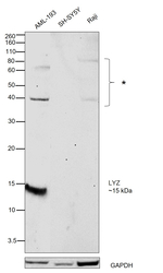 Lysozyme Antibody in Western Blot (WB)