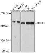 ROCK1 Recombinant Rabbit Monoclonal Antibody (H5E4)