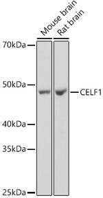 CUGBP1 Recombinant Rabbit Monoclonal Antibody (2B2P2)