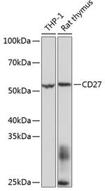 CD27 Antibody in Western Blot (WB)