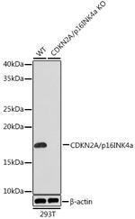 p16INK4a Antibody in Western Blot (WB)