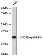 p16INK4a Antibody in Western Blot (WB)
