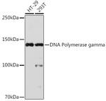 POLG Antibody in Western Blot (WB)