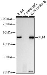 KLF4 Antibody in Immunoprecipitation (IP)