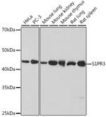 EDG3 Recombinant Rabbit Monoclonal Antibody (5E3G9)