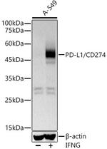 PD-L1 (CD274) Antibody in Western Blot (WB)