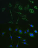 PKA alpha Monoclonal Antibody