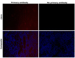 CD31 (PECAM-1) Recombinant Rabbit Monoclonal Antibody (7O7K3)