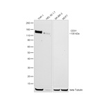 CD31 (PECAM-1) Antibody in Western Blot (WB)
