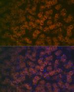 FMO3 Antibody in Immunocytochemistry (ICC/IF)
