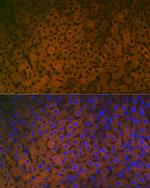 FMO3 Recombinant Rabbit Monoclonal Antibody (6Q10X9)