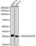 PDLIM1 Antibody in Western Blot (WB)