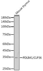 PDLIM1 Antibody in Western Blot (WB)