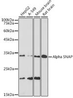 SNAP alpha Recombinant Rabbit Monoclonal Antibody (7Z6F6)