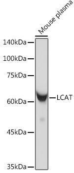 LCAT Recombinant Rabbit Monoclonal Antibody (9C2U3)