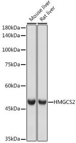 HMGCS2 Antibody in Western Blot (WB)
