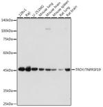 TROY Recombinant Rabbit Monoclonal Antibody (1R8Y5)