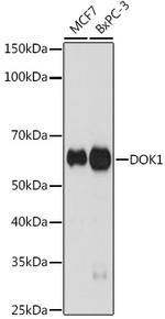 DOK1 Antibody in Western Blot (WB)