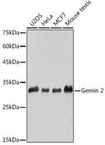 Gemin 2 Antibody in Western Blot (WB)