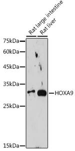 HOXA9 Antibody in Western Blot (WB)