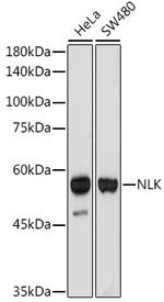 NLK Antibody in Western Blot (WB)